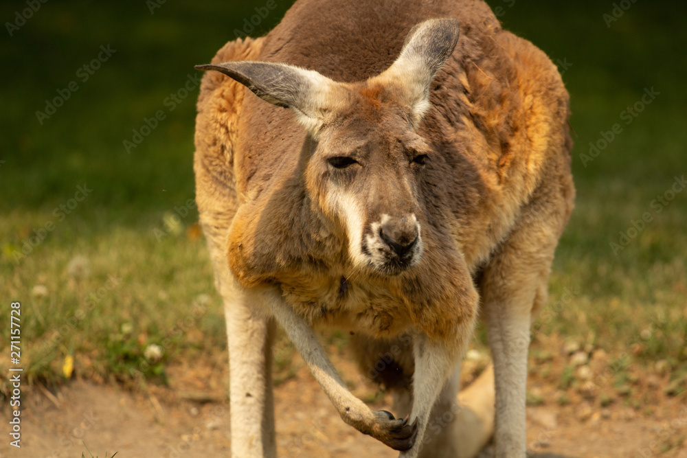 Fototapeta premium kangaroo in zoo