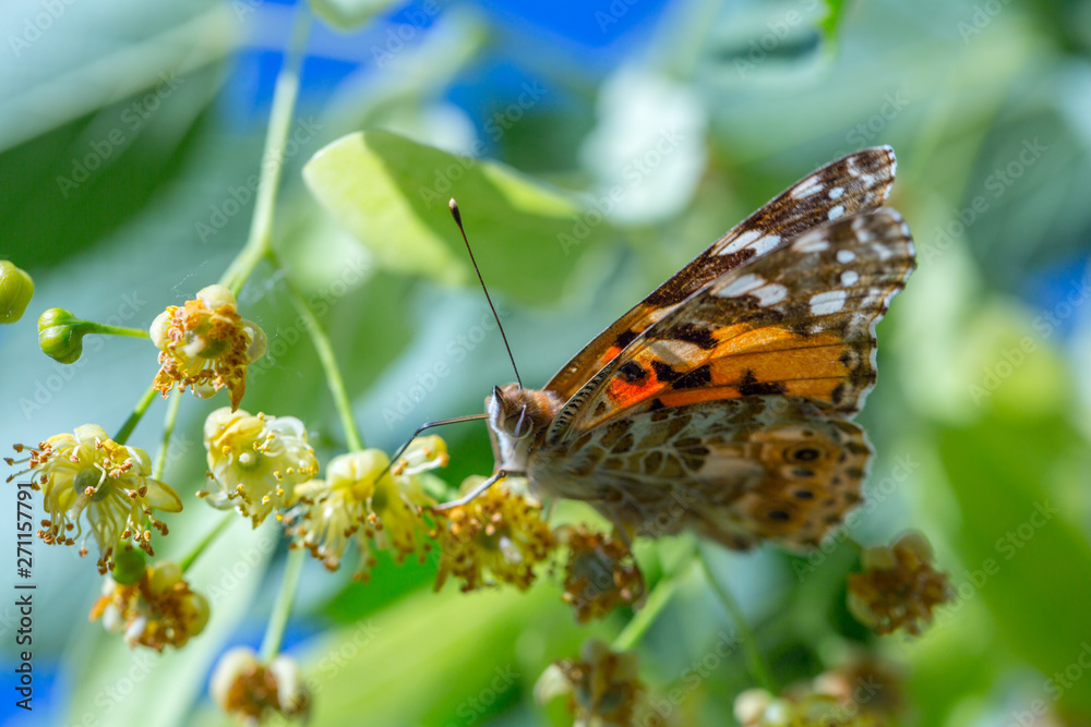 Painted Lady butterfly (Vanessa cardui) feeds on a nectar of flowers of Linden tree Painted Lady butterfly (Vanessa cardui) feeds on a nectar of flowers of Linden tree