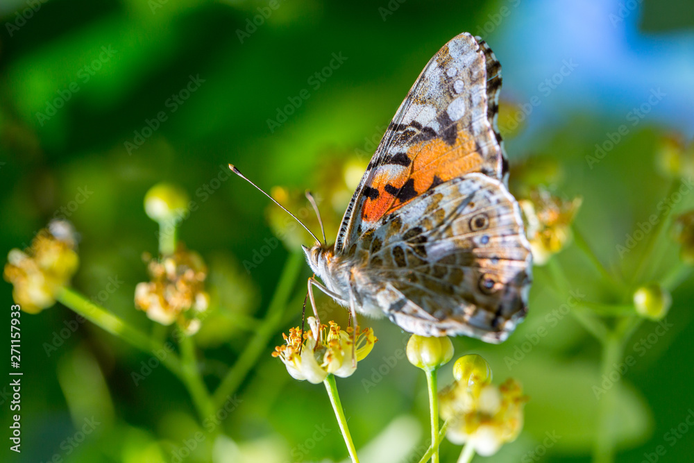 Painted Lady butterfly (Vanessa cardui) feeds on a nectar of flowers of Linden tree Painted Lady butterfly (Vanessa cardui) feeds on a nectar of flowers of Linden tree