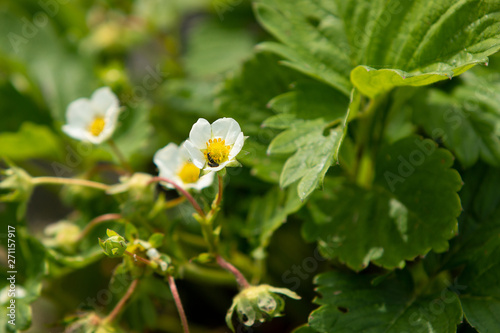 Green strawberry plant in early summer, starwberries' flower. 