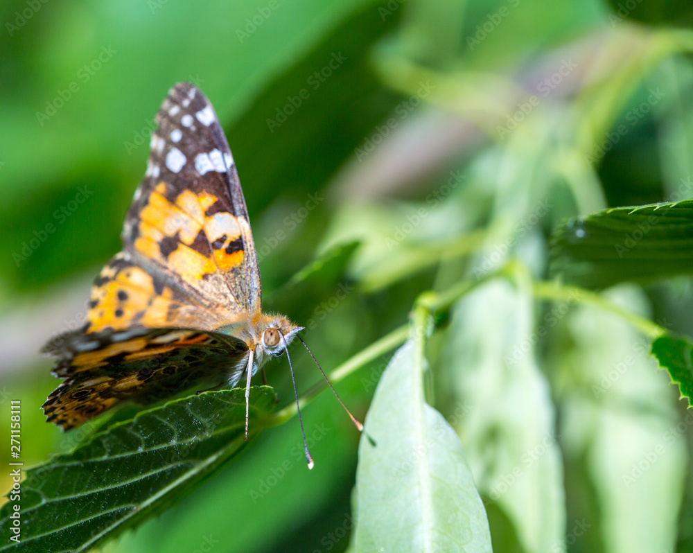 Painted Lady butterfly (Vanessa cardui) feeds on a nectar of flowers of Linden tree Painted Lady butterfly (Vanessa cardui) feeds on a nectar of flowers of Linden tree