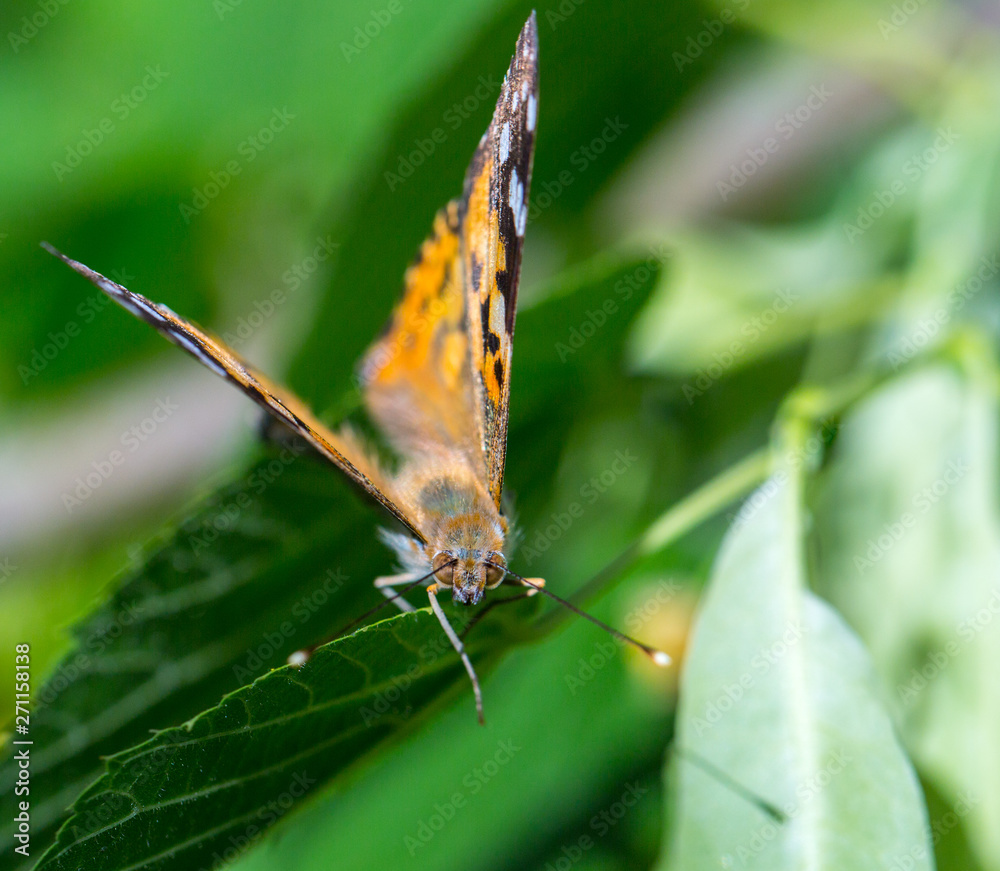 Obraz premium Painted Lady butterfly (Vanessa cardui) feeds on a nectar of flowers of Linden tree