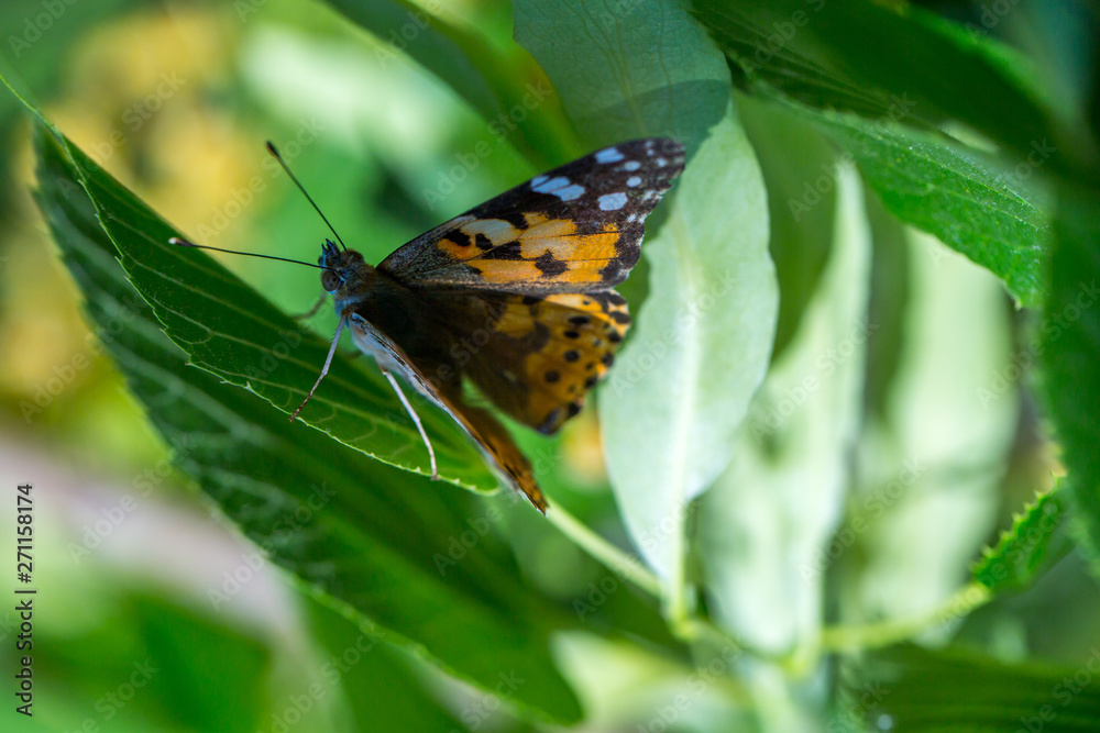 Painted Lady butterfly (Vanessa cardui) feeds on a nectar of flowers of Linden tree Painted Lady butterfly (Vanessa cardui) feeds on a nectar of flowers of Linden tree