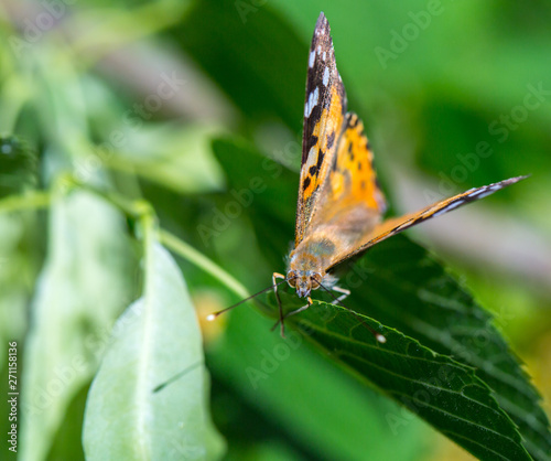 Painted Lady butterfly (Vanessa cardui) feeds on a nectar of flowers of Linden tree photo