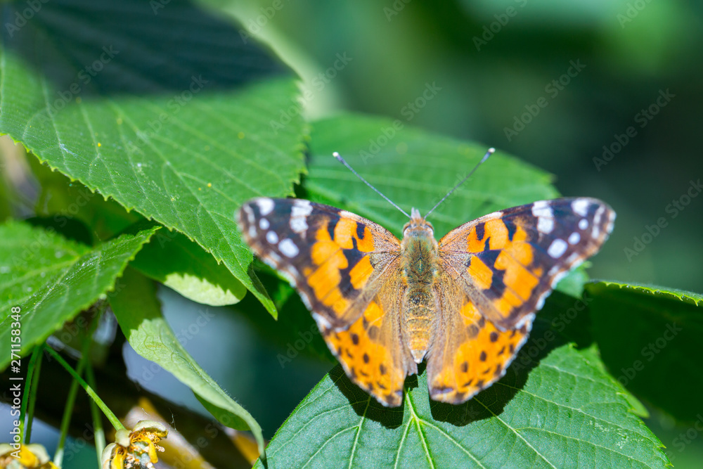 Painted Lady butterfly (Vanessa cardui) feeds on a nectar of flowers of Linden tree Painted Lady butterfly (Vanessa cardui) feeds on a nectar of flowers of Linden tree