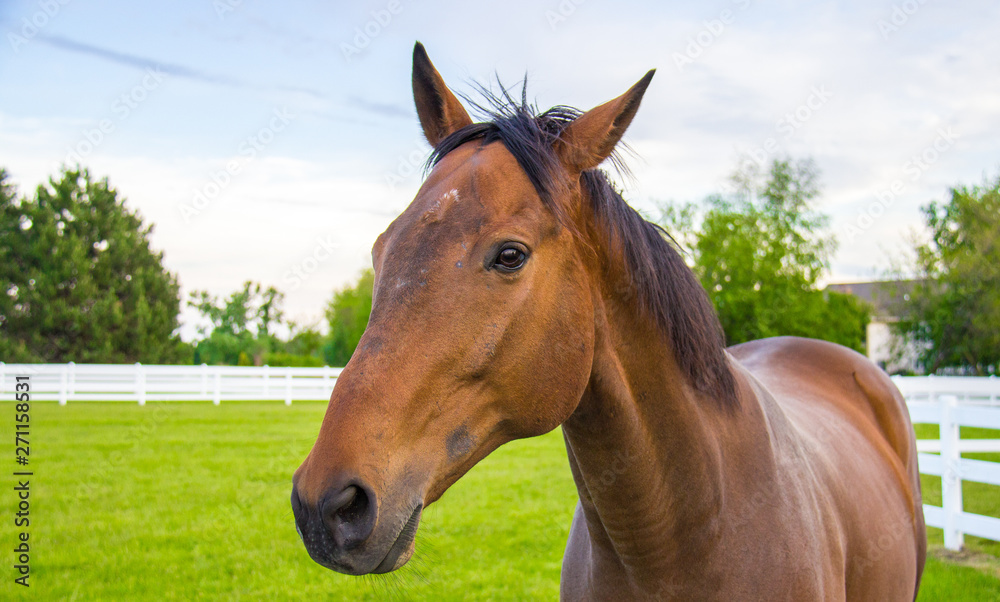 Obraz premium portrait of a brown horse