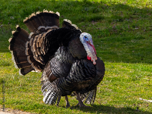 A turkey strutting on a organic farm