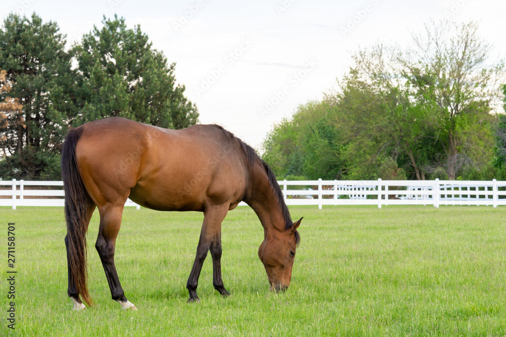 Fototapeta premium horse grazing on grass