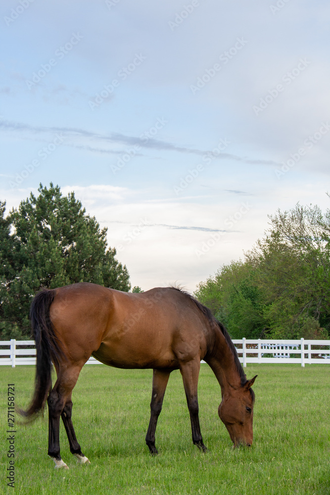 horse in the field horse in the field