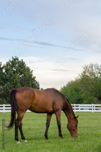 horse in the field