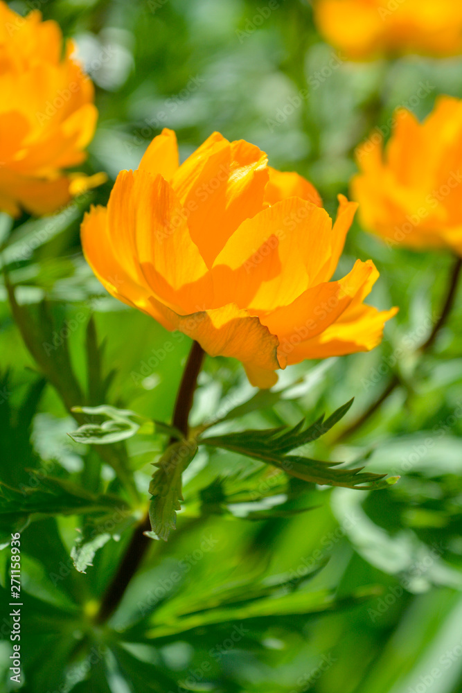Blooming orange meadow flower in the garden Blooming orange meadow flower in the garden