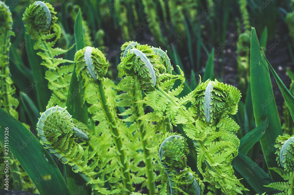 Beautyful ferns leaves in spring Beautyful ferns leaves in spring