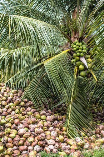 Dry coconut on field in Bahia state, Brazil