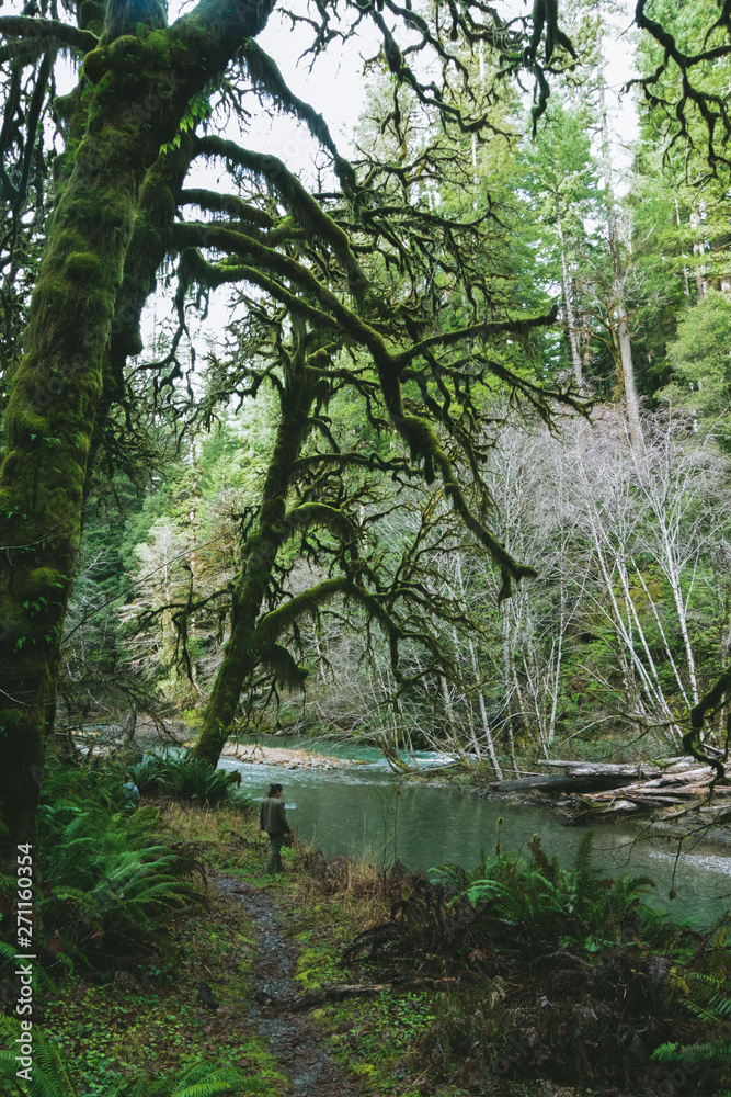 Obraz premium Deep in the Forest