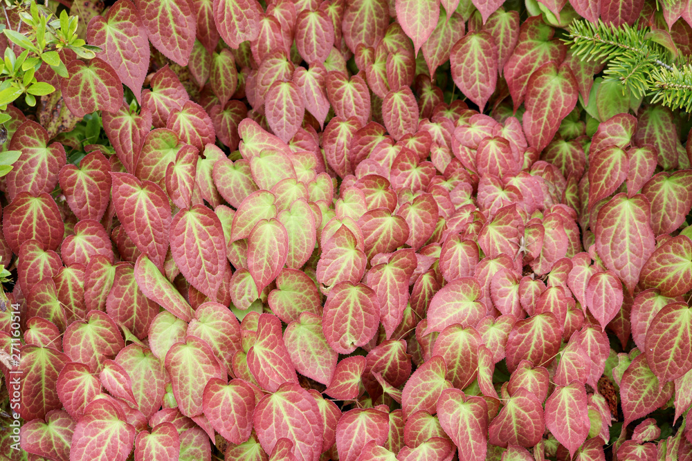 Fototapeta premium Green-red plant for background or texture.