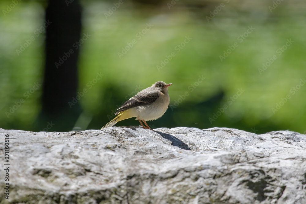 Fototapeta premium Gebirgsstelze