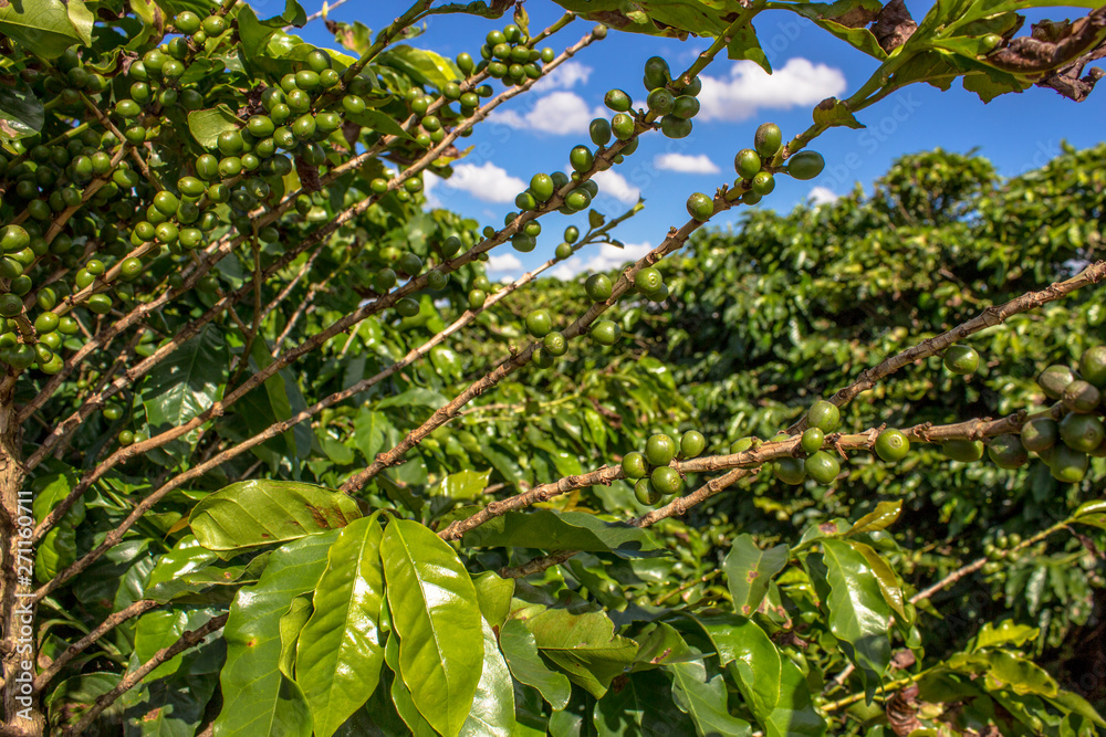 Green coffee field in Parana state, Brazil Green coffee field in Parana state, Brazil