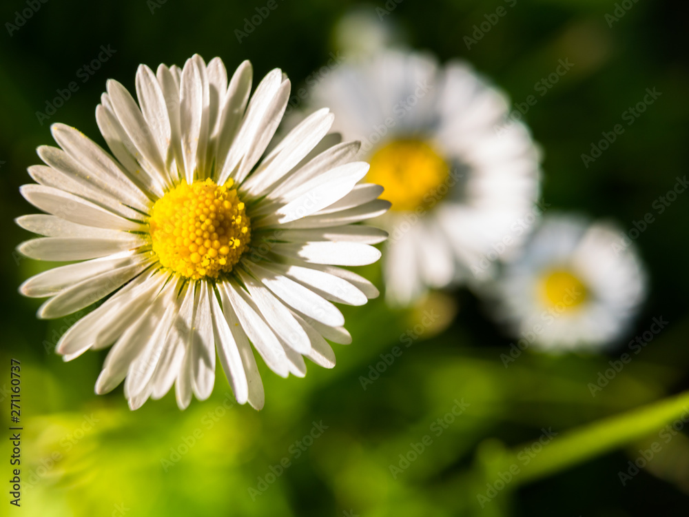 Close-up of group of daisy flowers (Bellis perennis) found during summer walk. Close-up of group of daisy flowers (Bellis perennis) found during summer walk.