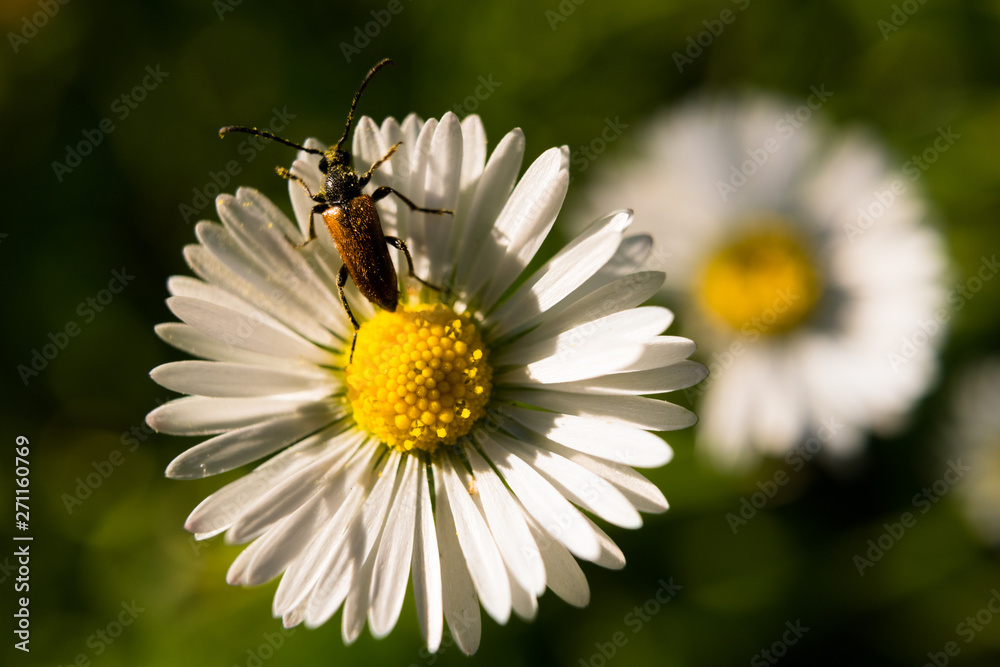 Macro shot of detailed pest bug on summer daisy flower (Bellis perennis). Macro shot of detailed pest bug on summer daisy flower (Bellis perennis).