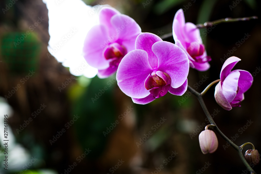 Obraz premium Orchid. Colorful orchids in flower. Blooming orchid in orchidarium.