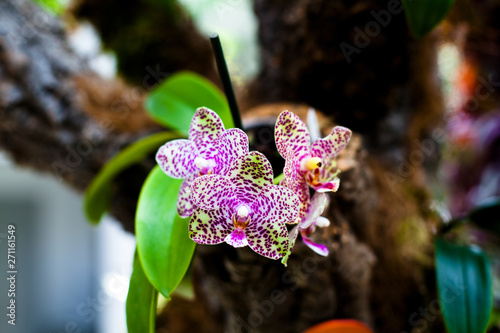 Orchid. Colorful orchids in flower. Blooming orchid in orchidarium. photo