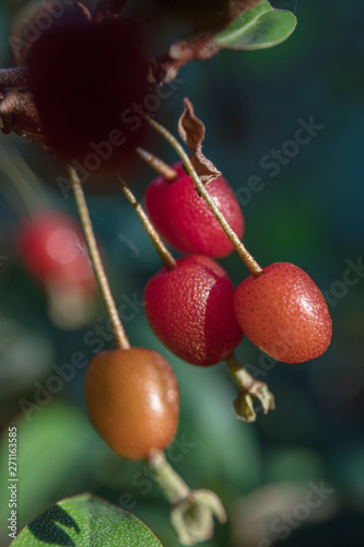 Goumi berries photo