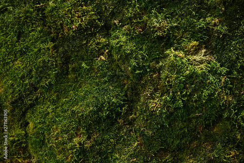 Background of green moss close-up. Nature texture.