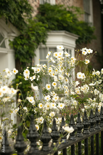 white flowers photo