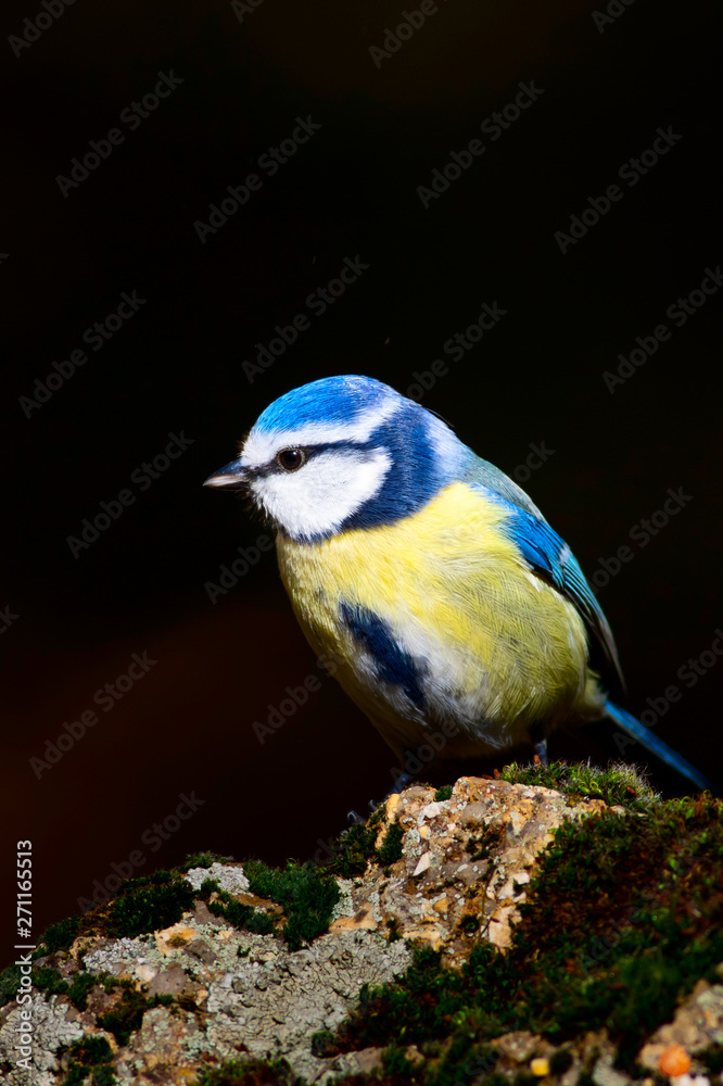 Obraz premium Cute little colorful bird. Common forest, garden bird: Eurasian Blue Tit. Cyanistes caeruleus. Dark brwon nature background.