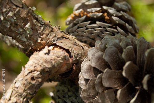 pinecones on tree