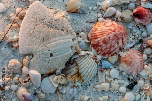 Vászonkép sand dollar