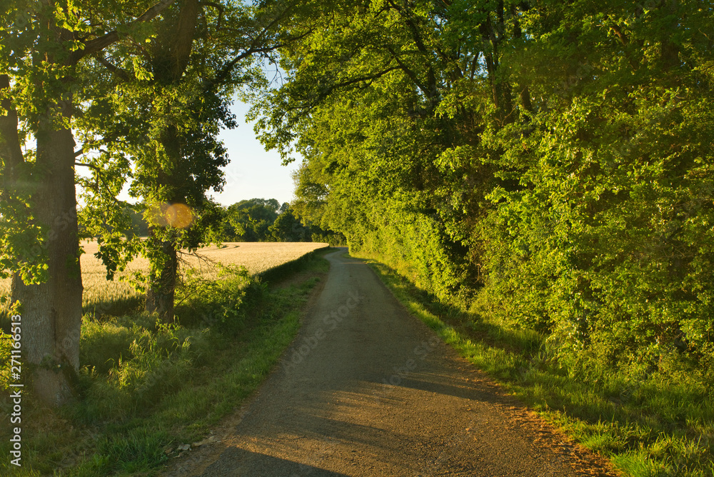 Obraz premium Chemin au crépuscule