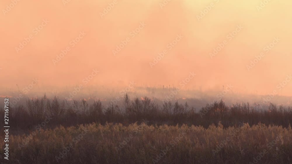 Drive through flames and smoke. Dry grass burns on meadow in countryside at sunset. Wild fire burning dry grass in field. Orange flames and billowing smoke. Open fire. Bush fire in wilderness area Drive through flames and smoke. Dry grass burns on meadow in countryside at sunset. Wild fire burning dry grass in field. Orange flames and billowing smoke. Open fire. Bush fire in wilderness area