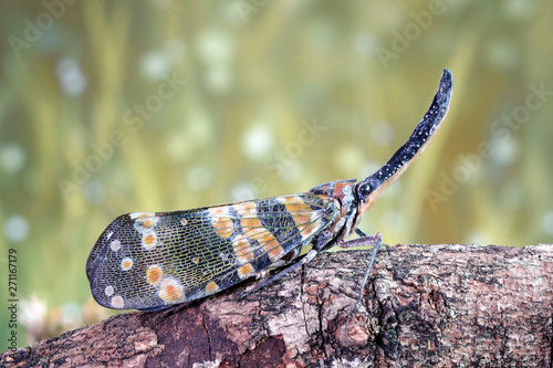 Dark-horned Lantern-fly (Pyrops spinolae) is a species of planthopper, found from India to Indochina. Lanternflies : The unicorns of the insect world. Beautiful insects. Selective fous with copy space photo