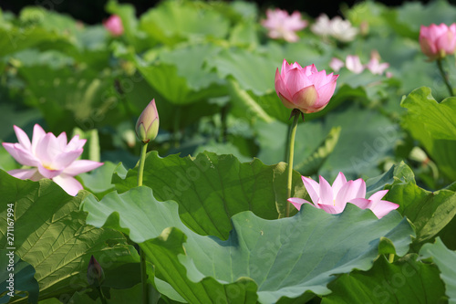 beautiful pink lotus flower with green leaves in pond