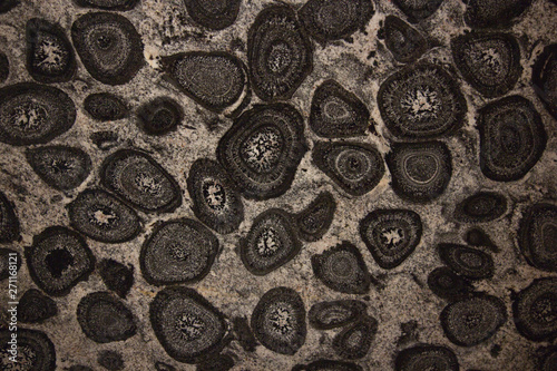 Polished surface of orbicular granite, also known as orbicular rock (or orbiculite), an uncommon plutonic rock type