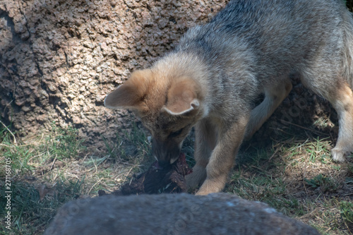 cachorro de zorro jugando en el parque nacional de Santa Tereza 