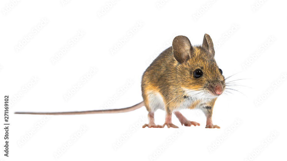 Charming Cute mouse isolated on white background Charming Cute mouse isolated on white background