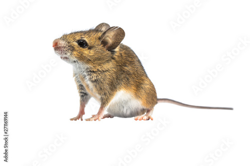 Beautiful mouse isolated on white background