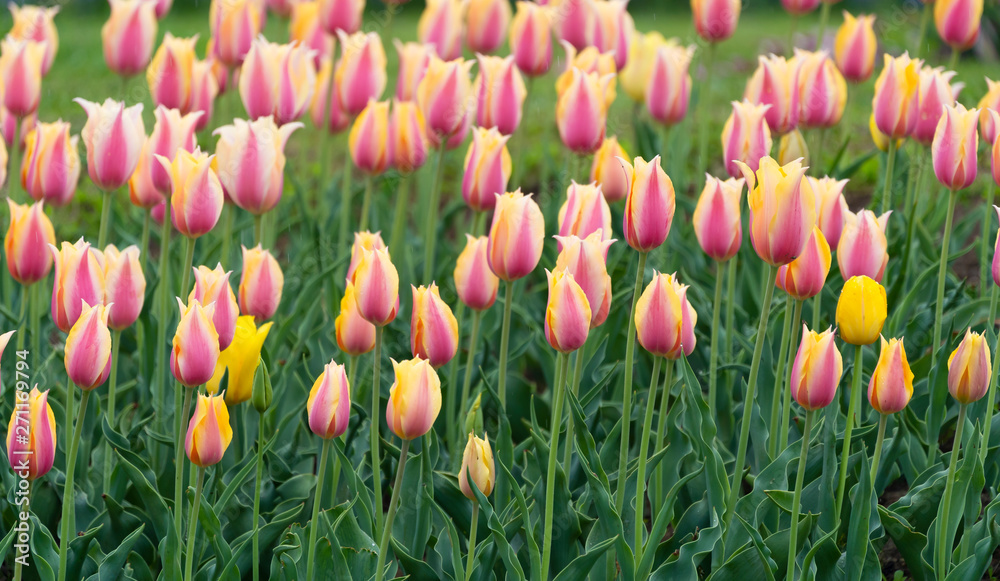 Beautiful tulip flowers is a veritable Eden in Indira Gandhi Memorial Tulip Garden Srinagar is Asia’s largest such garden at Srinagar, Jammu and Kashmir, India