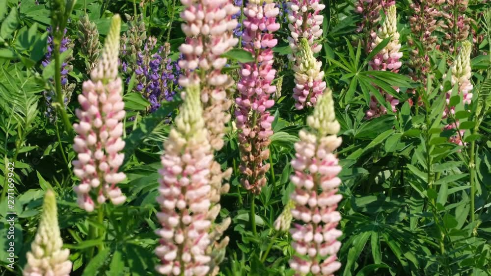 Herbaceous poisonous plant lupins from the family of buttercup family sunny summer day video close-up Herbaceous poisonous plant lupins from the family of buttercup family sunny summer day video close-up