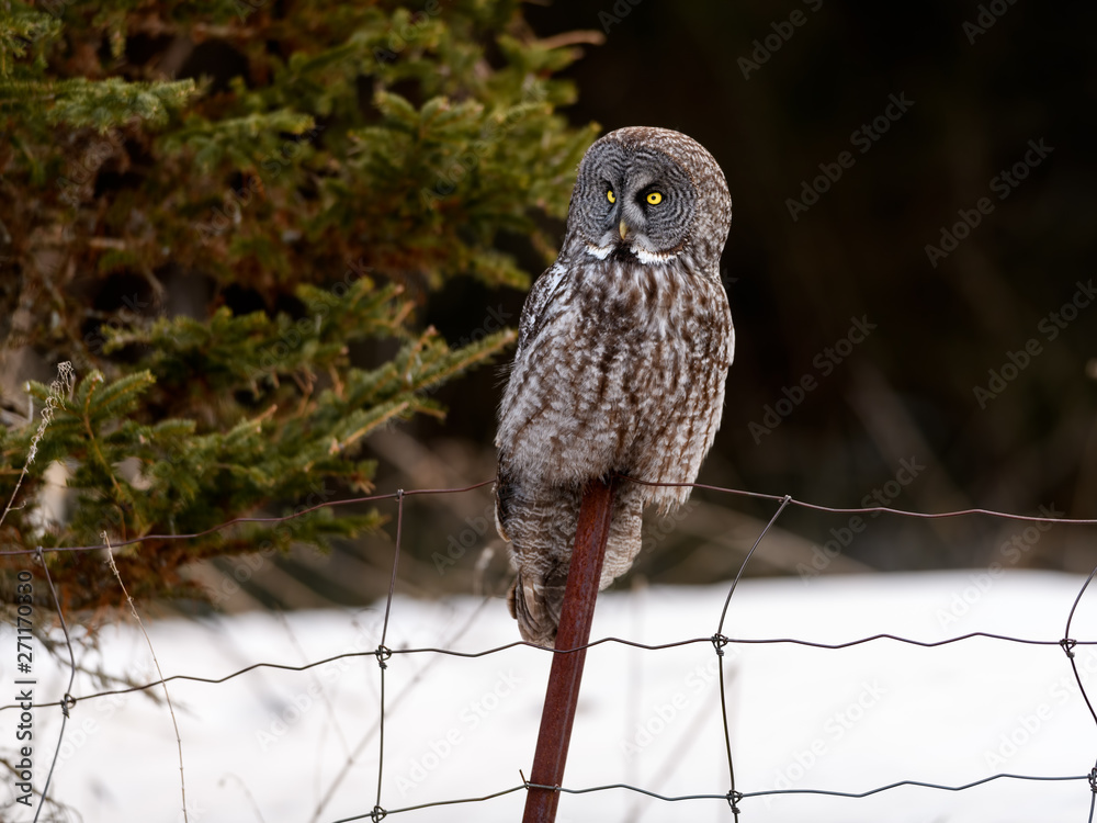 Fototapeta premium Great Grey Owl or Great Gray Owl Perched on Metal Post in Winter