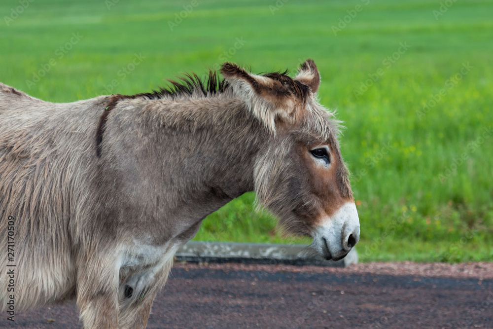 Fototapeta premium Female Donkey Profile