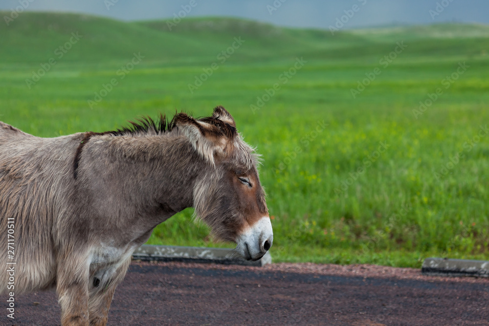 Fototapeta premium Resting Soon to be Mother Donkey