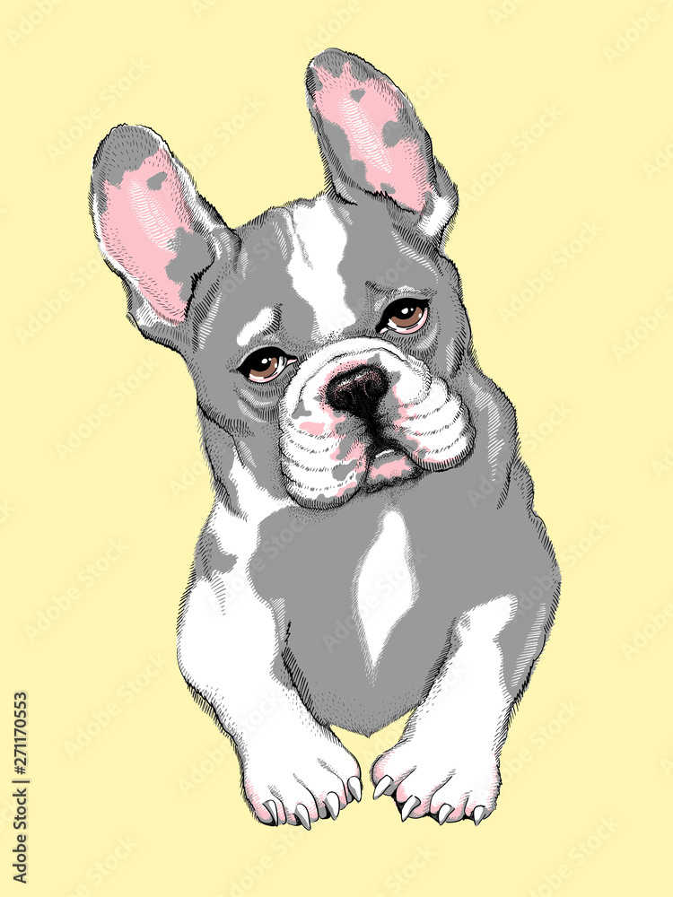 Portrait of cute french bulldog. Drawn puppy. color portrait of a dog.Vector illustration. Image for printing on clothes