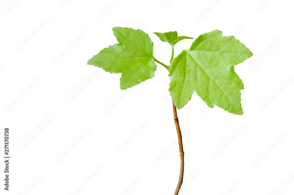 Fototapeta premium Sprout of a maple tree isolated on white with roots. Green leaves growing from sprout.
