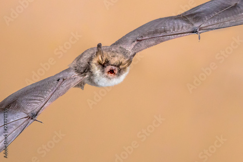 Flying Natterers bat isolated on bright brown background photo