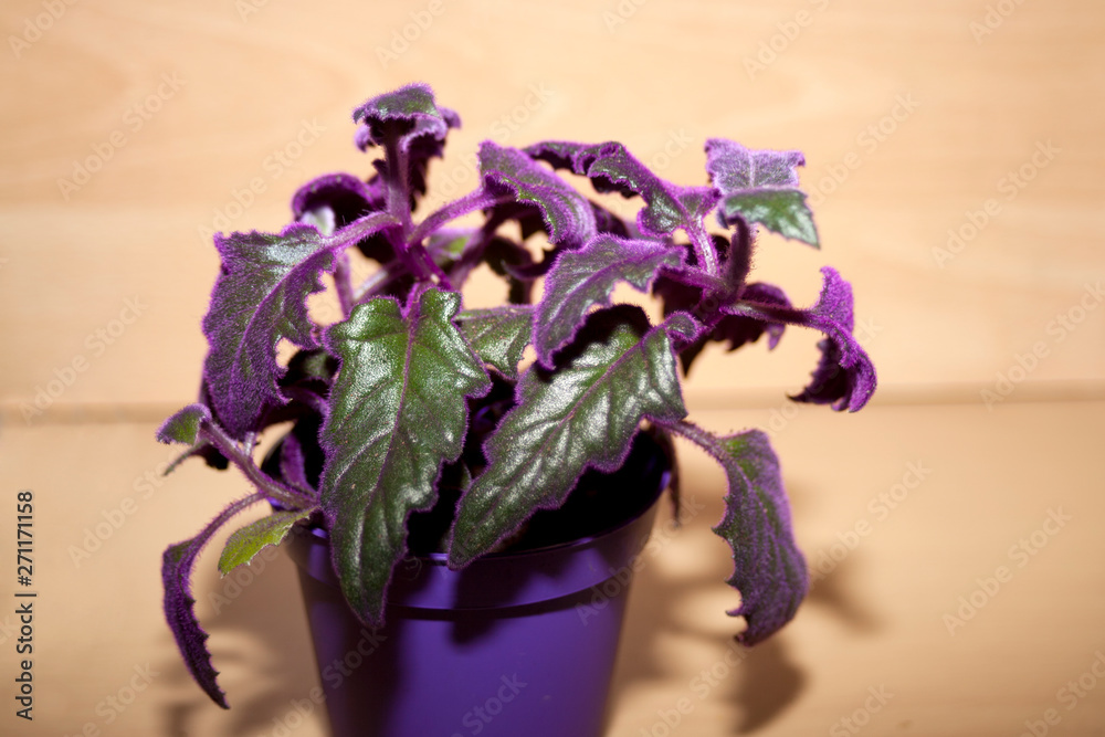 Samtpflanze Samtnessel (Gynura scandens) Zimmerpflanze Stock Photo | Adobe  Stock