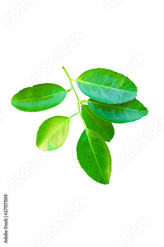 Green lemon leaf isolated on a white background.