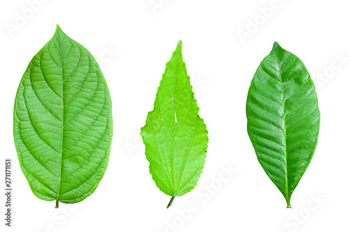 Green leaves isolated on a white background.